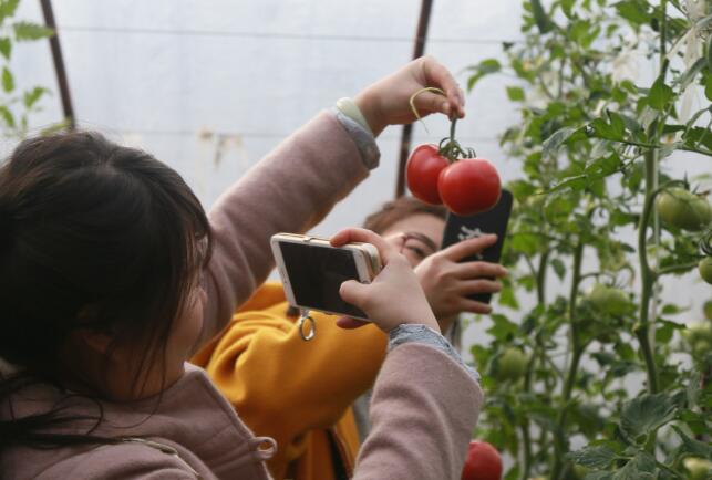 华州“普罗旺斯”西红柿上市供不应求